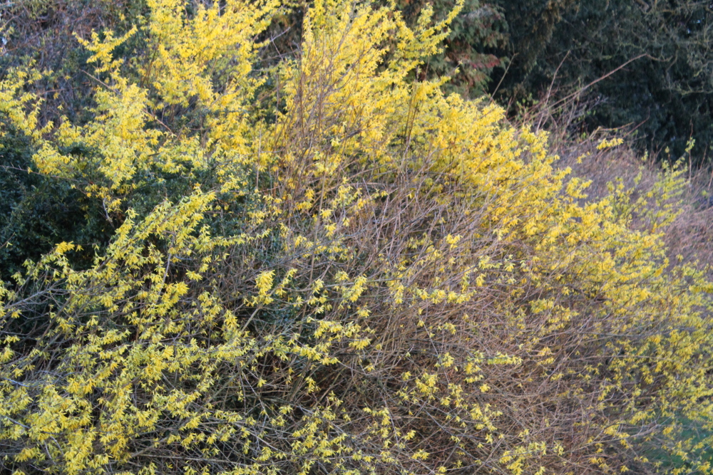 Forsythia Intermedia University Parks