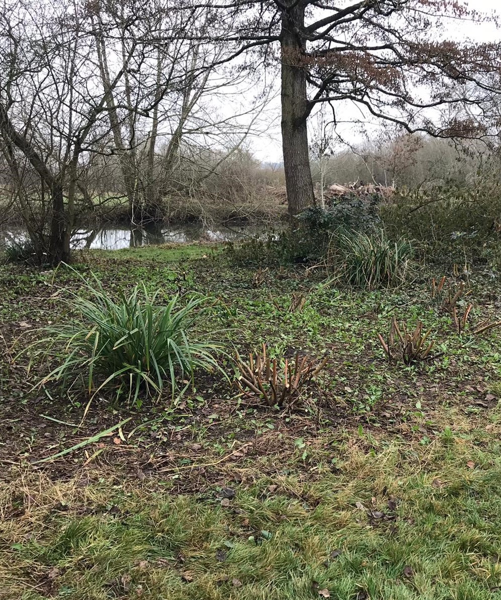 Overgrown shrubs - after maintenance