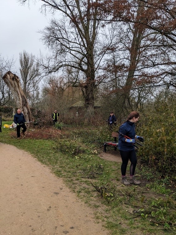 Parks team rejuvenating overgrown shrubs