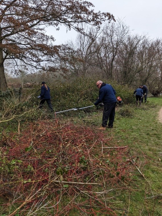 Parks team rejuvenating overgrown shrubs