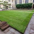 The lawn at Lincoln College after restoration work completed by Parks team