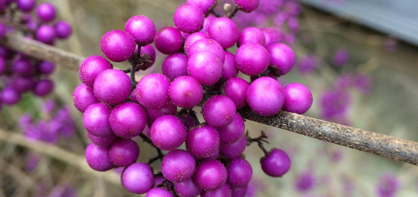 Callicarpa Bodinieri Var University Parks