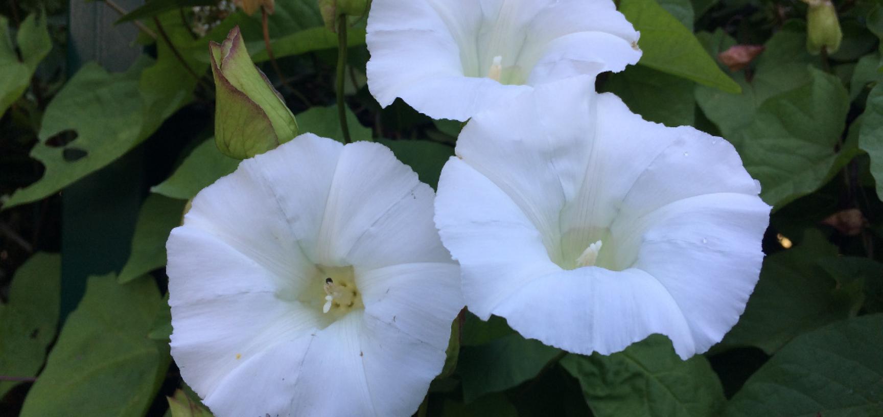 Hedge Bindweed Weed Of The Week University Parks