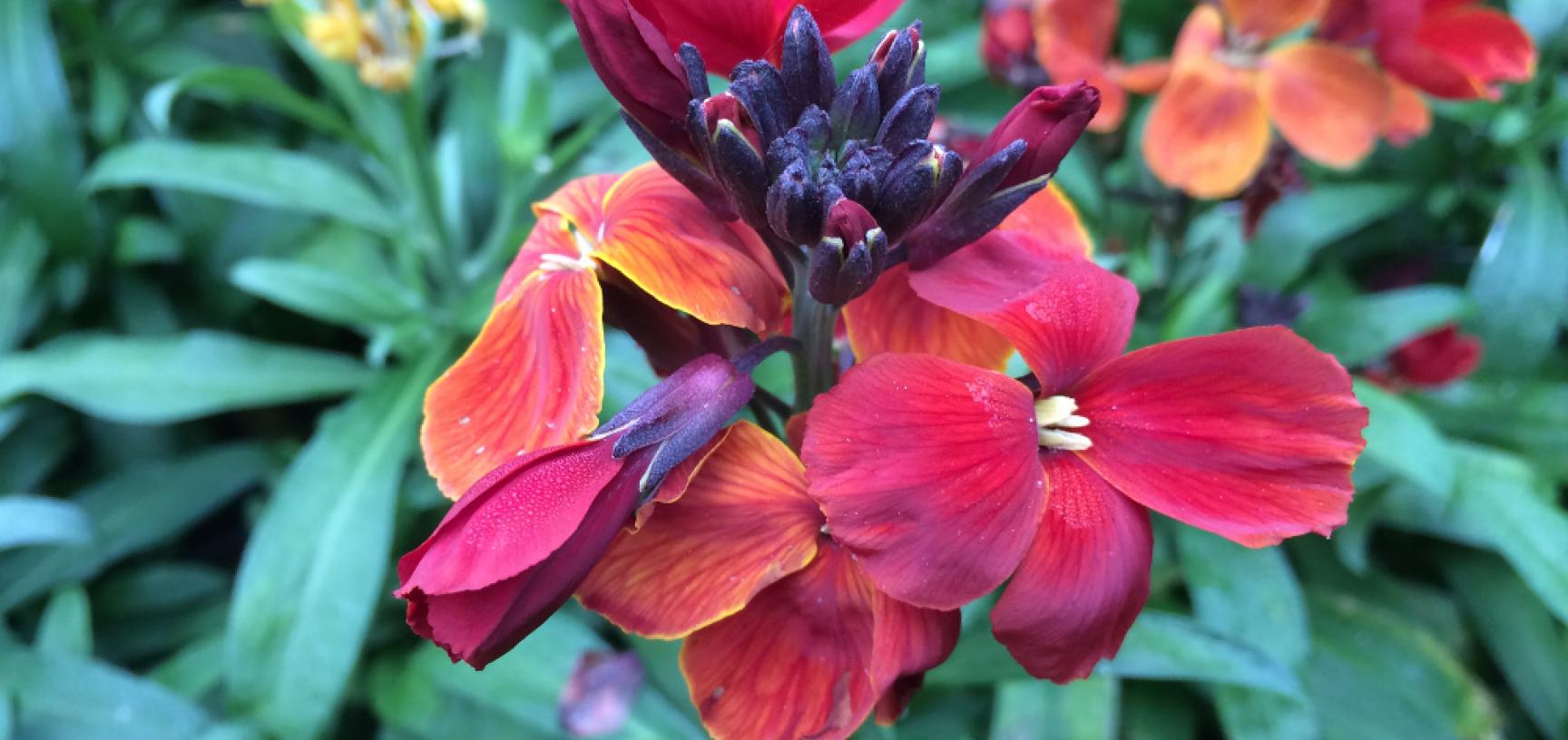 Sugar Rush Wallflowers University Parks