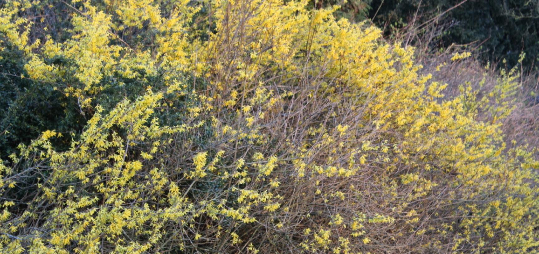 Forsythia Intermedia University Parks