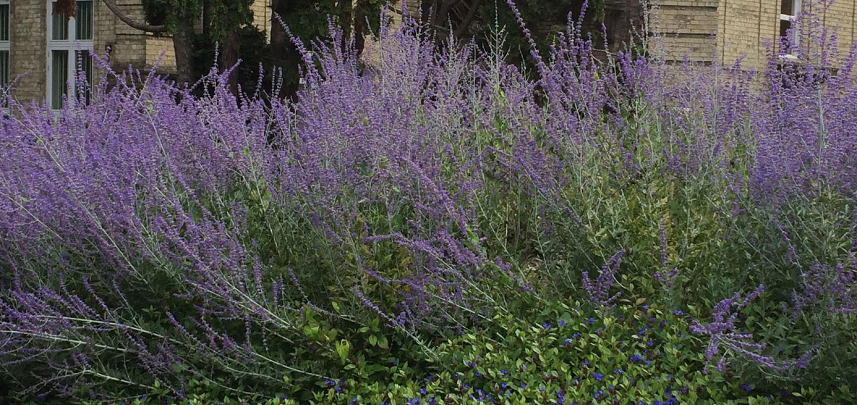 Perovskia Blue Spire University Parks