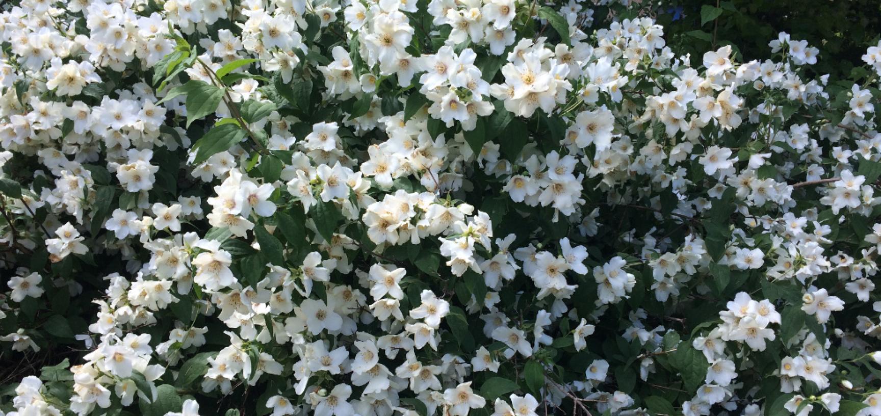 The Mock Orange University Parks