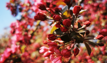 blossom banner photo2 min