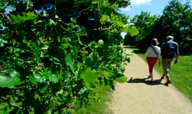 Oak Walk