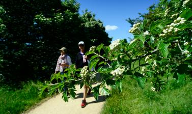 Thorn Walk