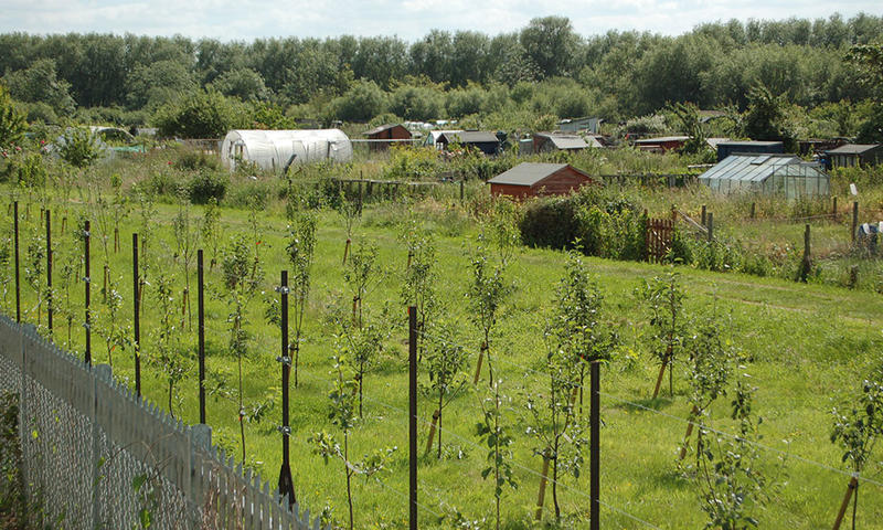 Cripley Orchard Allotment