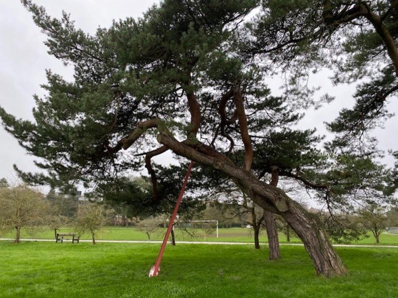 propped scots pine