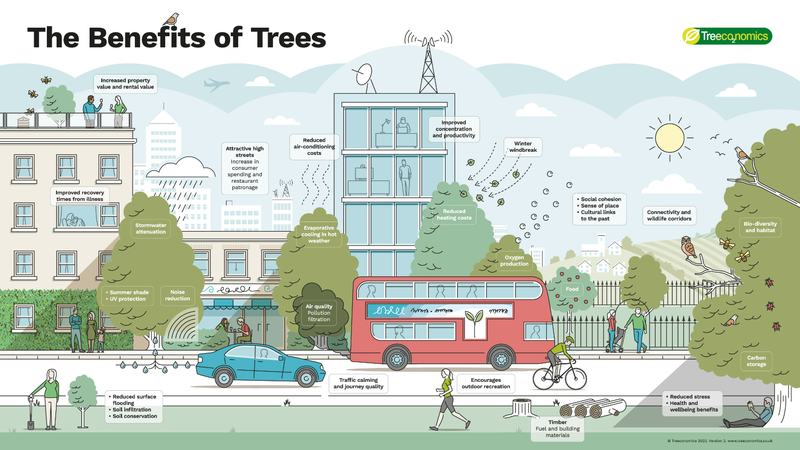 Treeconomics infographic treeconomics infographic