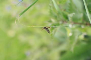 bio blitz