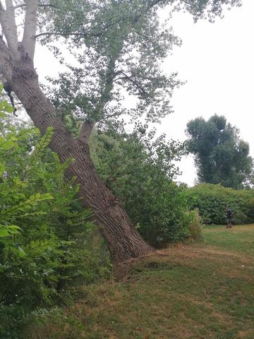 Photo of large poplar tree growing out over River Cherwelll