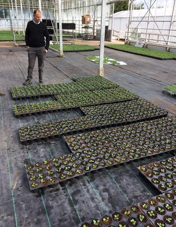 Photo of Dan Winter inspecting trays of bedding plants at Taunton Deane Nurseries, Somerset