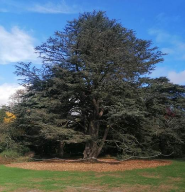 Large tree in University Parks