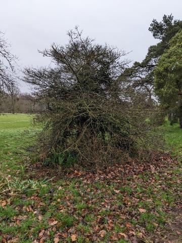 Tree circles - before