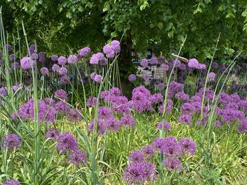 Wildflowers in a meadow