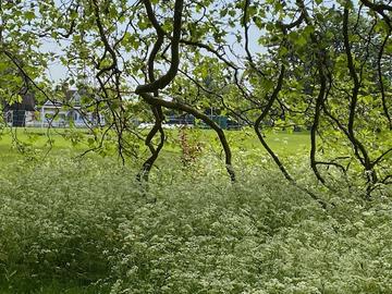 university parks