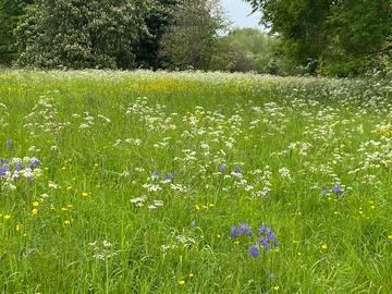 Wildflowers in a meadow