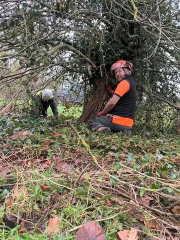 Parks staff clearing grass and ivy around tree roots