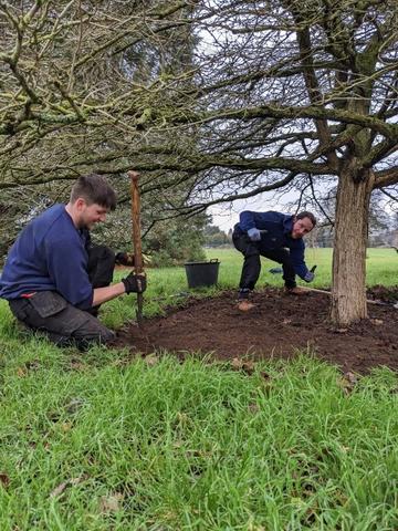 Parks staff making tree circles