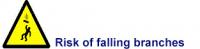 Risk of falling branches