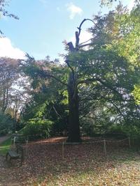 fagus sylvatica common beech