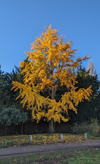 Ginkgo biloba maidenhair tree ginkgo biloba maidenhair tree