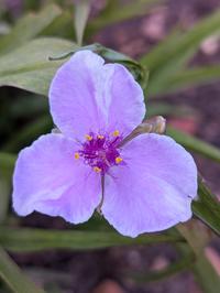 tradescantia