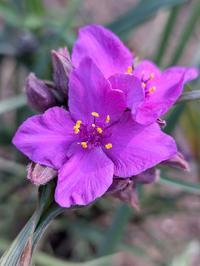 tradescantia purple