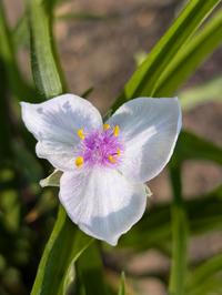 tradescantia white