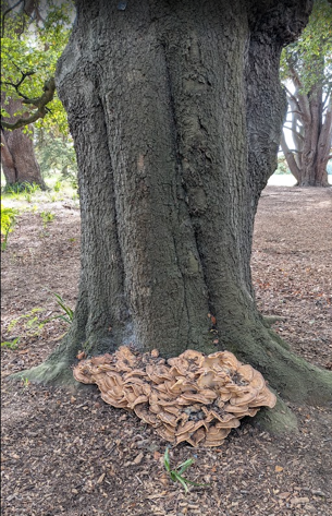 Large mature tree with a broad trunk and rough, dark bark. A dense cluster of layered brown bracket fungi is growing around the base of the trunk, spreading across the root flare. The tree stands in a wooded area with leaf litter and other trees visible in the background.