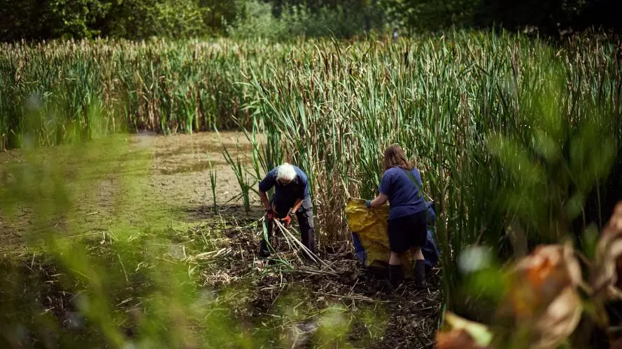 The Park's gardeners begin clearly the reeds