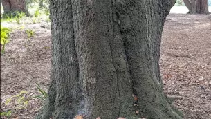 Large mature tree with a broad trunk and rough, dark bark. A dense cluster of layered brown bracket fungi is growing around the base of the trunk, spreading across the root flare. The tree stands in a wooded area with leaf litter and other trees visible in the background.