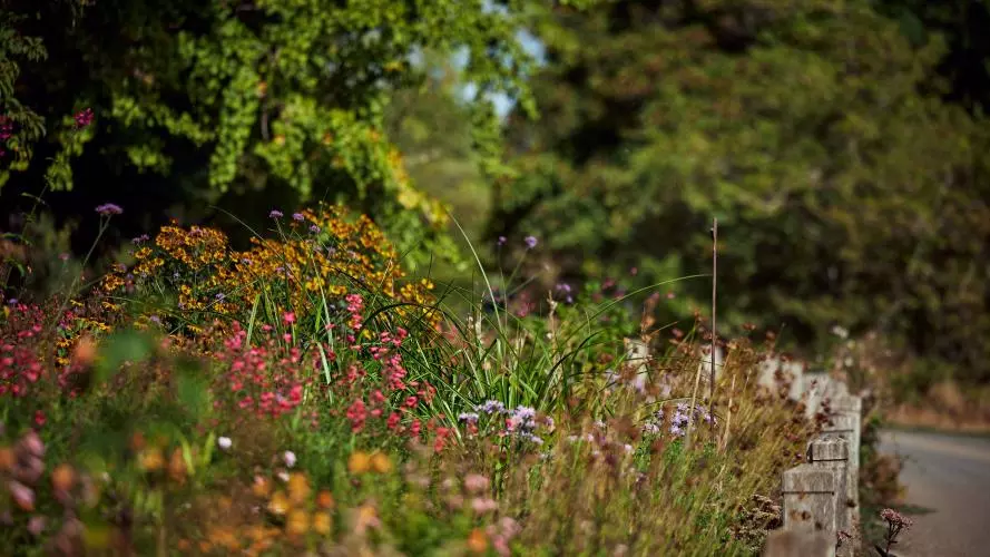 Autumn flowers and ornamental grasses in a University Parks plant border.