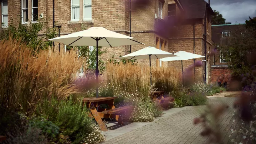 A landscaped courtyard beside a brick building, featuring a paved walkway lined with tall ornamental grasses, flowering plants and wooden picnic benches shaded by large white parasols. Blurred purple flowers frame the foreground, with soft natural light creating a calm garden setting.