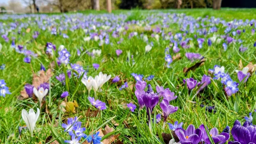 blue purple meadow1