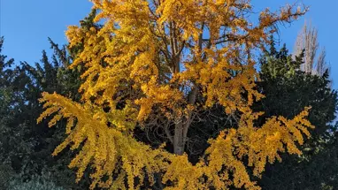 ginkgo biloba maidenhair tree