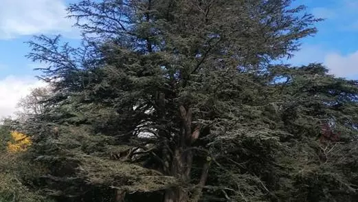 Large tree in University Parks