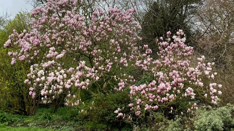 magnolia