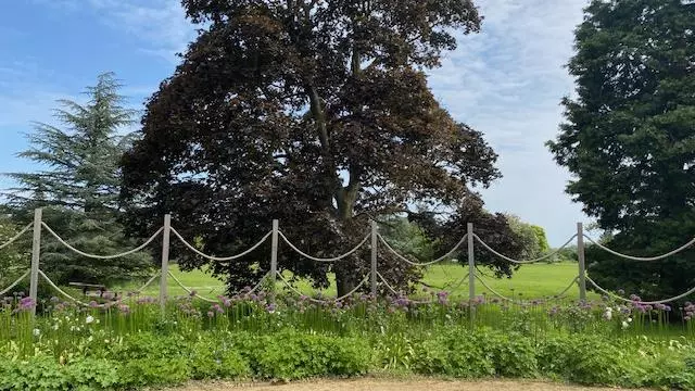 Wildflowers in University Parks