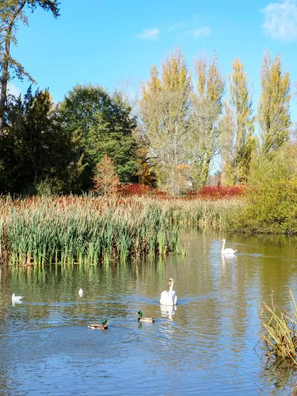 Swans and ducks on the water in University Parks with reeds and trees in the background