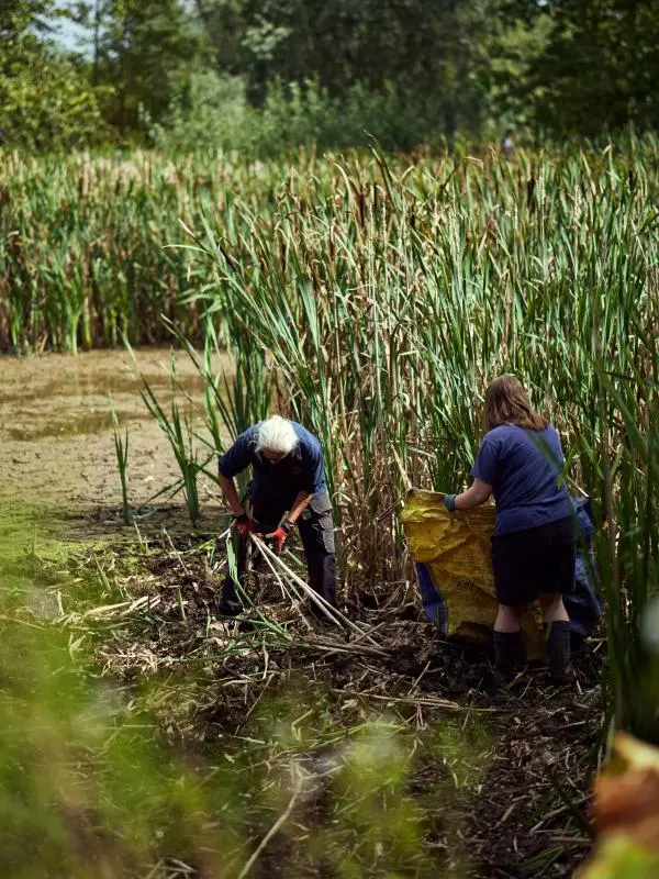 The Park's gardeners begin clearly the reeds