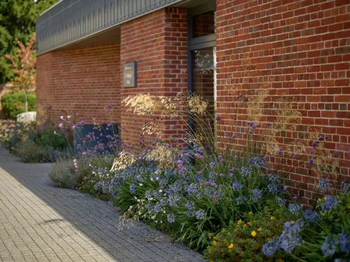 Mixed perennial planting with ornamental grasses and purple flowers beside a red brick building.