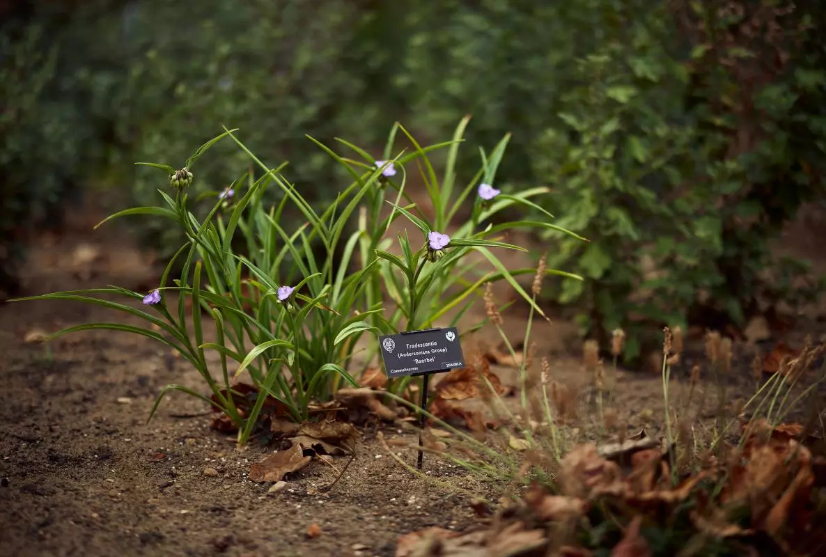 Spiderwort plant with pale purple flowers beside an identification label in a garden border.