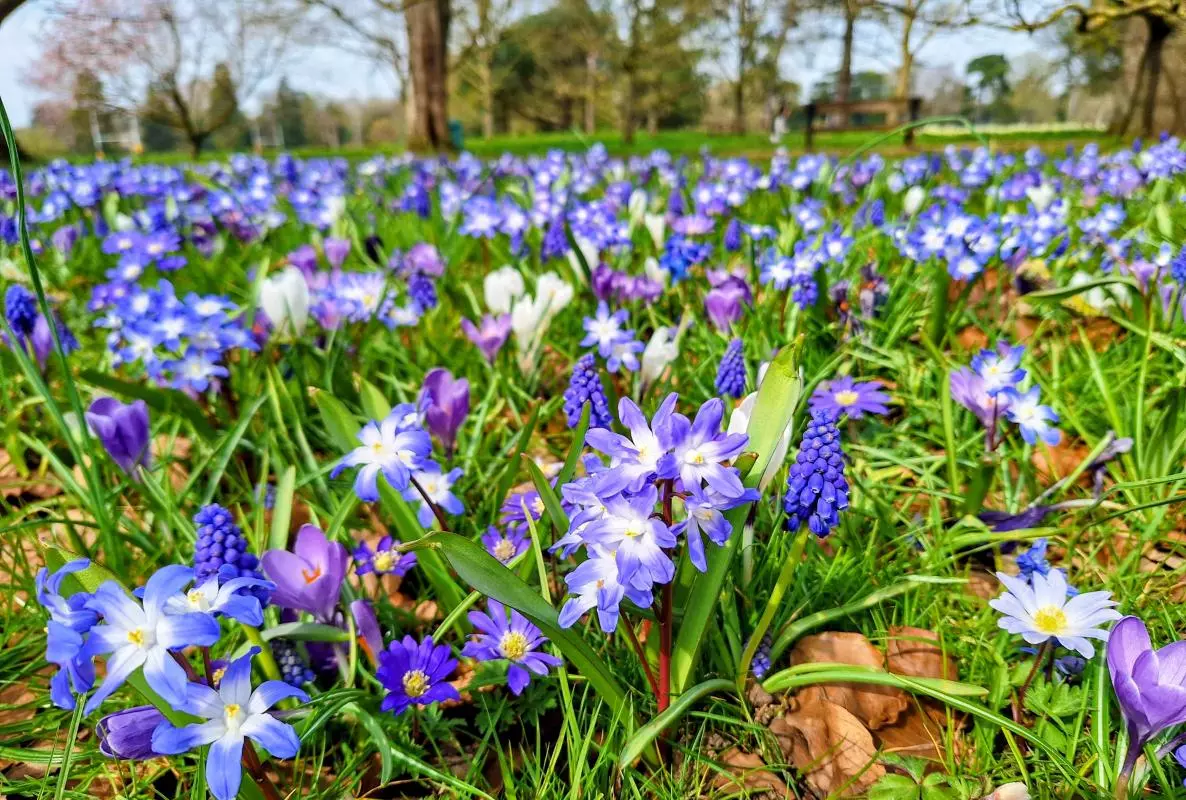 blue purple meadow2