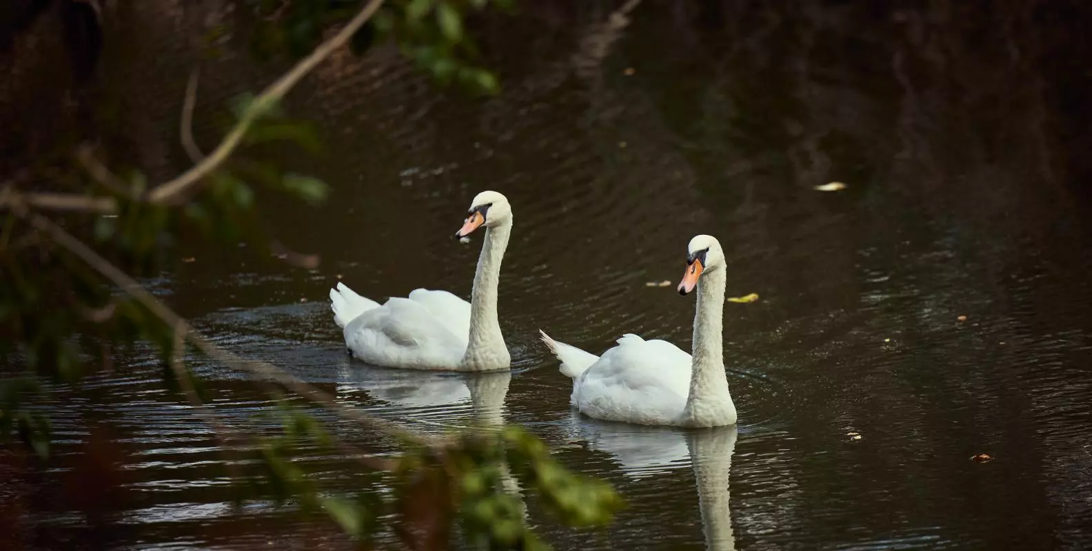 Two swans on the water in University Parks