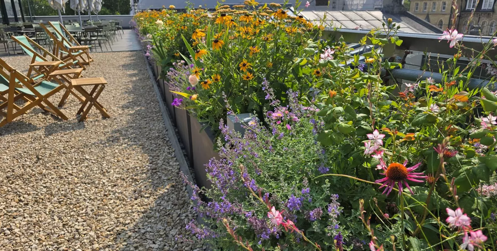 Seating area on Ashmolean terrace, with planters of flowers